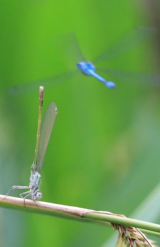 Ischnura elegans